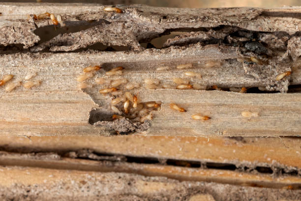Best Spider Control Near Me  in Poteau, OK